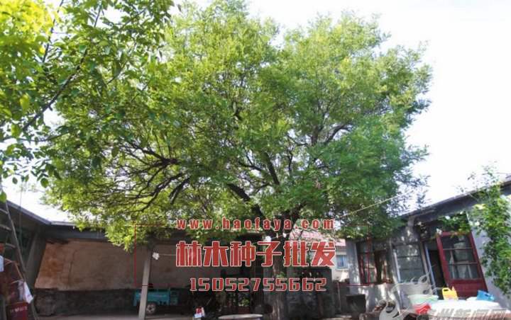 國槐種子播種技術(shù)