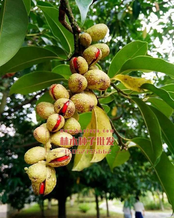 含笑種子批發(fā)價(jià)格