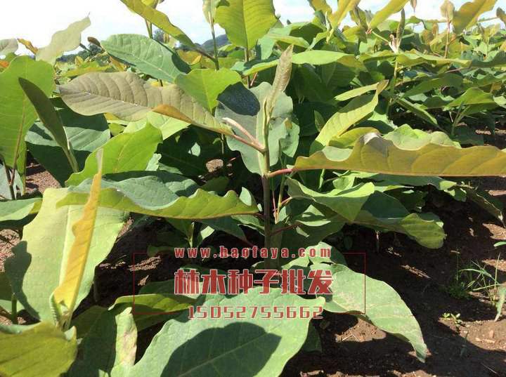 厚樸種植技術(shù)