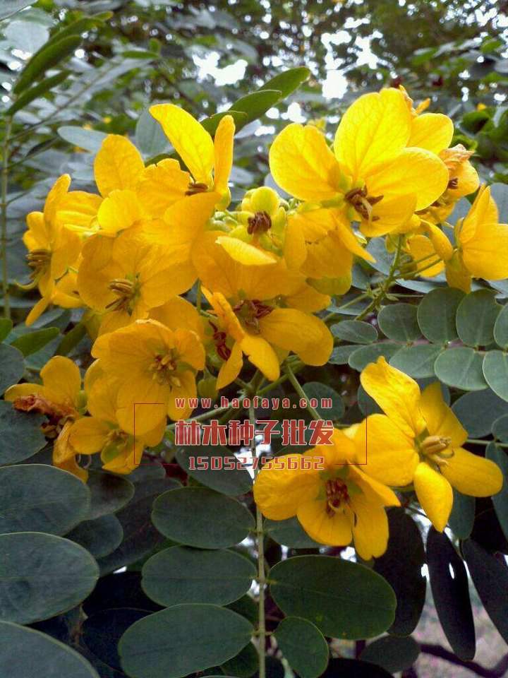 黃花槐種子銷售價格