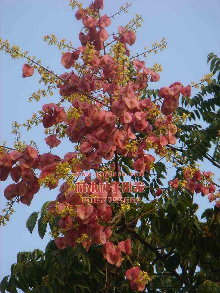 黃山欒種植技術(shù)