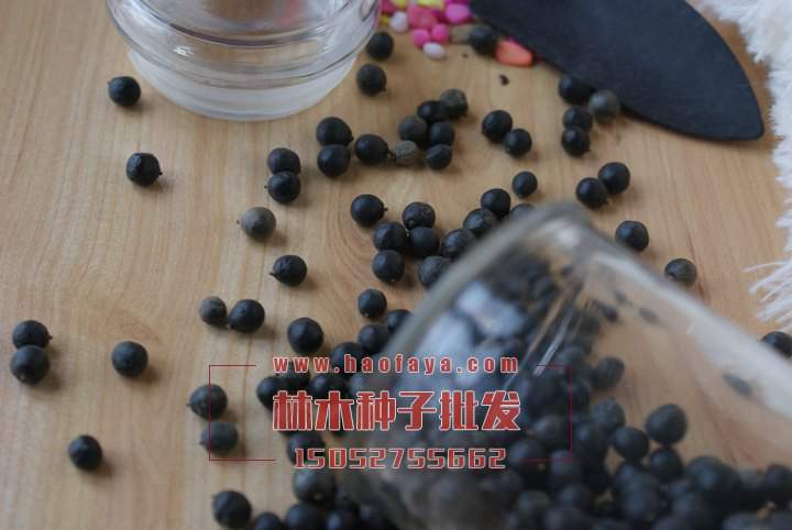 黃山欒種子批發(fā)