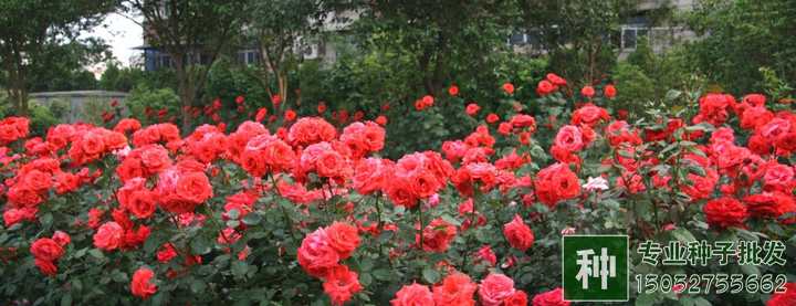 月季如何進行嫩枝扦插？