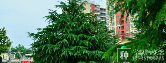 雪松如何進行扦插繁殖？