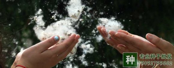 楊、柳飛絮問題能徹底解決嗎?