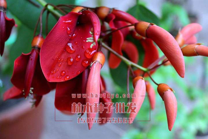 刺桐種子批發(fā)