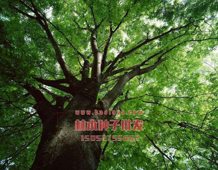 櫸樹種植技術(shù)