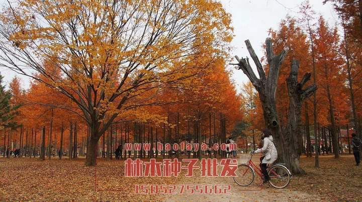 秋天變紅的櫸樹