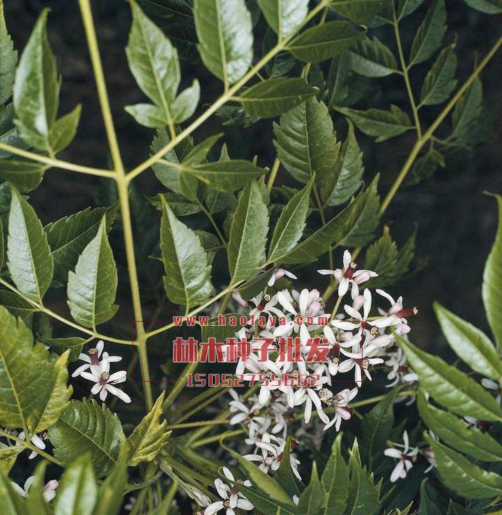 苦楝樹種植技術(shù)