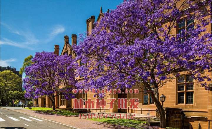 藍(lán)花楹種子銷(xiāo)售價(jià)格