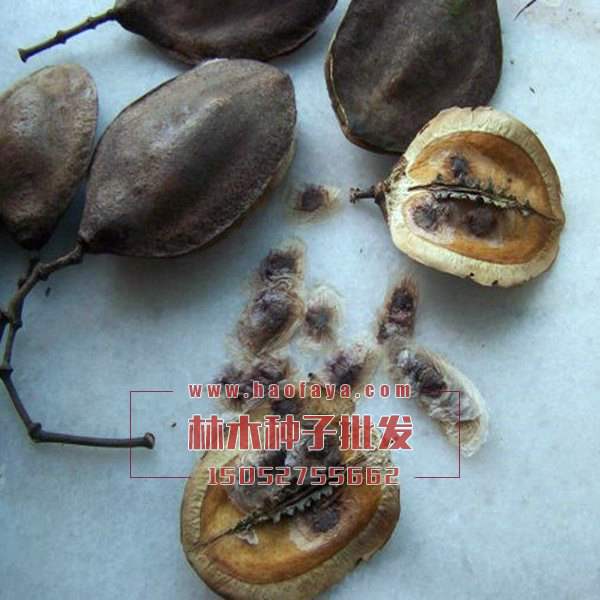 藍(lán)花楹種子