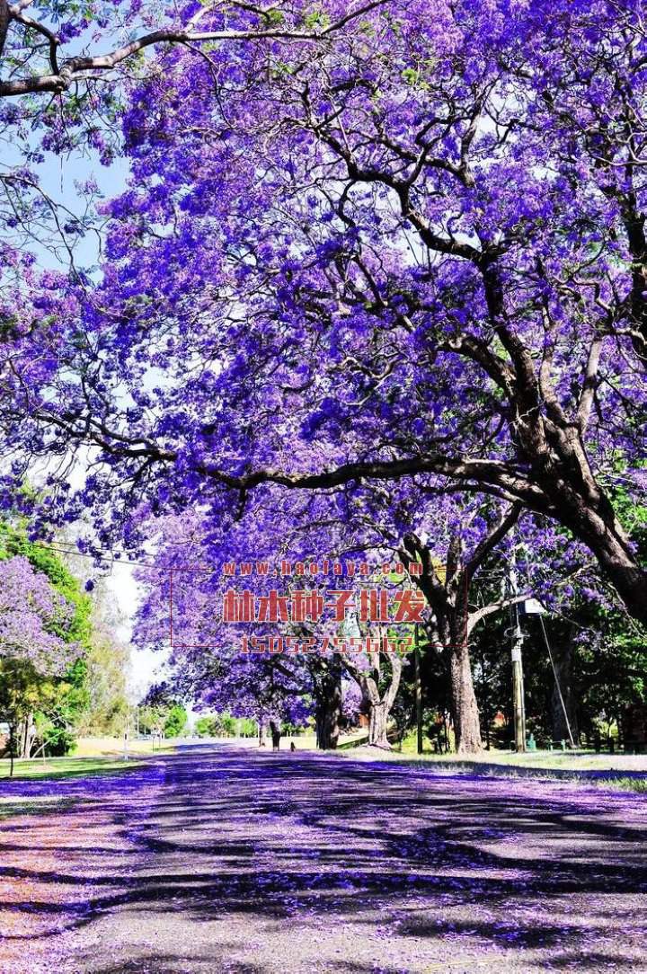 藍(lán)花楹種植技術(shù)