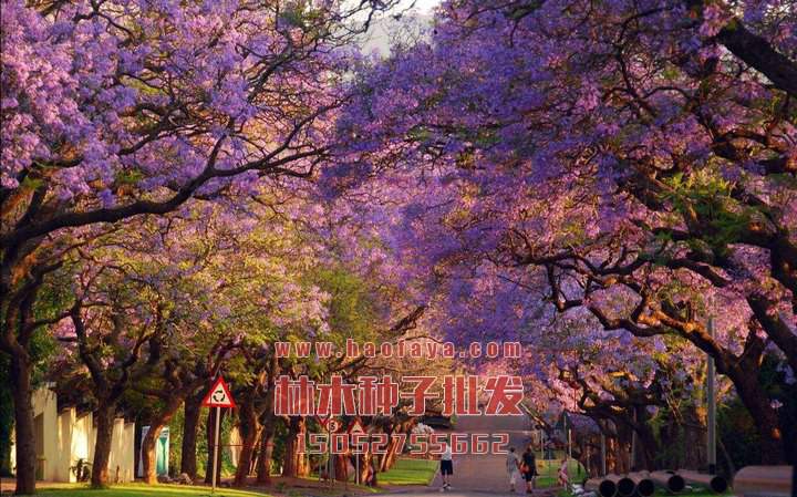 藍(lán)花楹種子批發(fā)公司