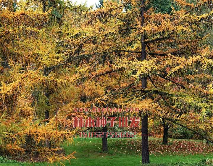 落葉松種植技術(shù)