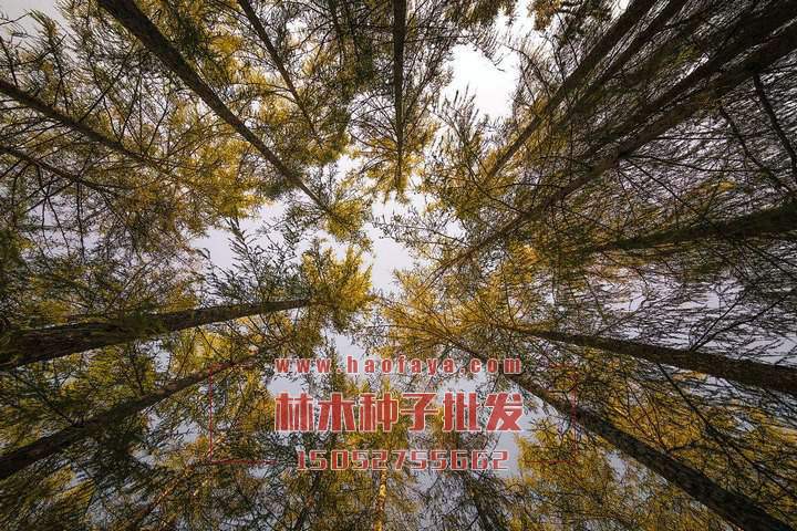 落葉松種子銷售價格