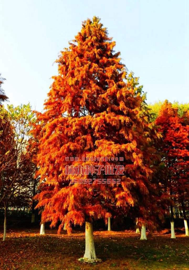 落羽杉種子銷售價格