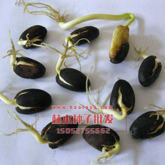 麻風(fēng)樹種子