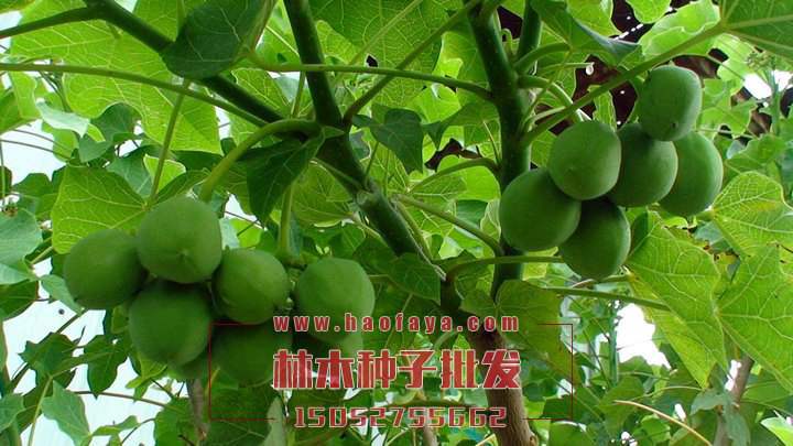 麻風(fēng)樹種植技術(shù)