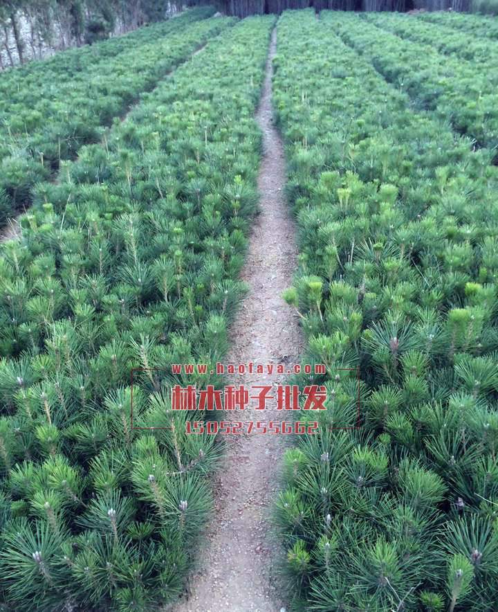 馬尾松種植技術(shù)