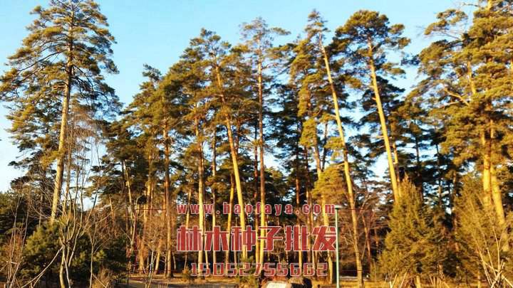 美人松種植技術(shù)