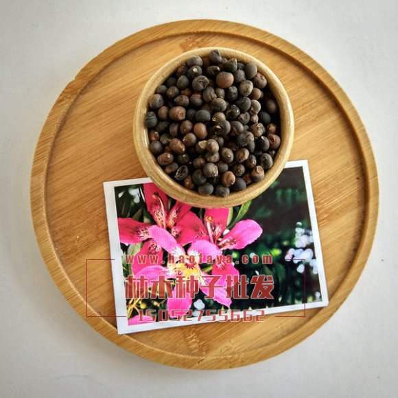 美麗異木棉種子