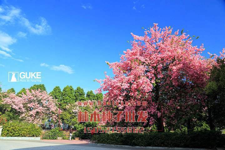 美麗異木棉銷售