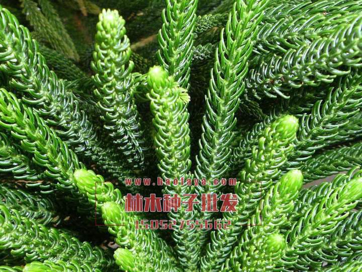 南洋杉實(shí)拍展示