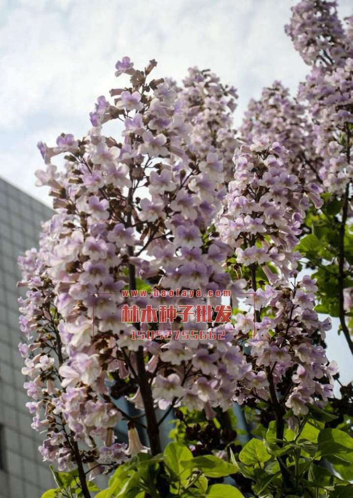 泡桐種植技術(shù)