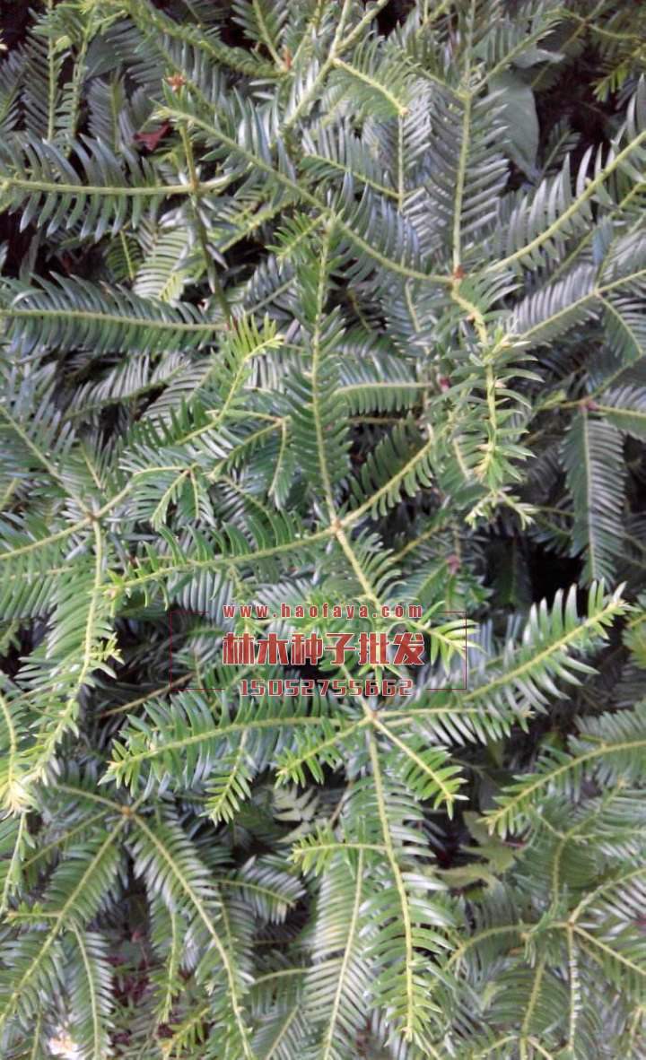 三尖杉種植技術(shù)