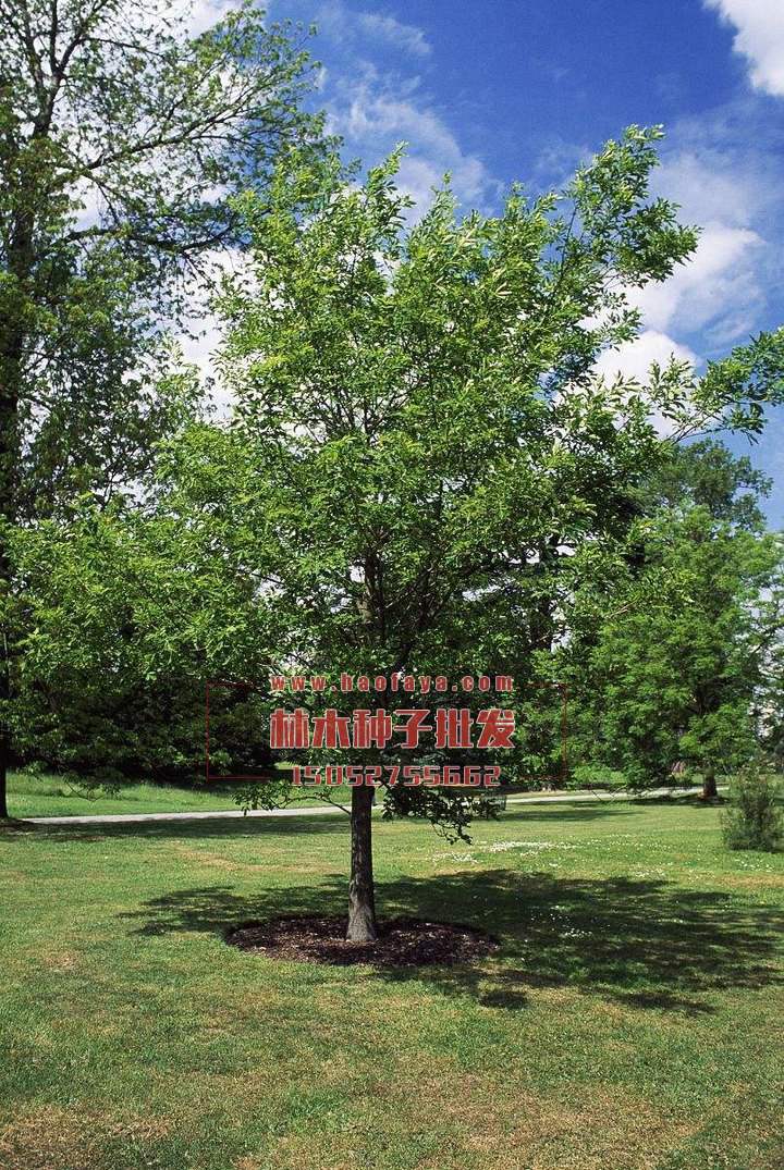 水曲柳種子銷售價格