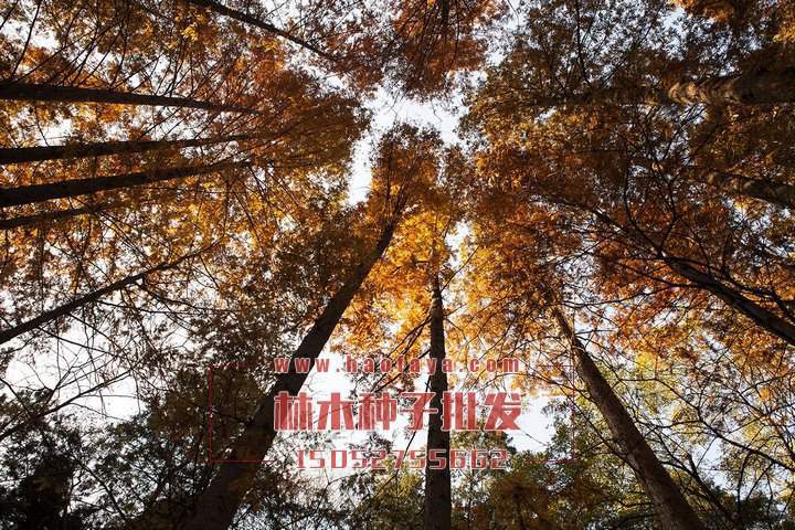 水杉種植技術(shù)