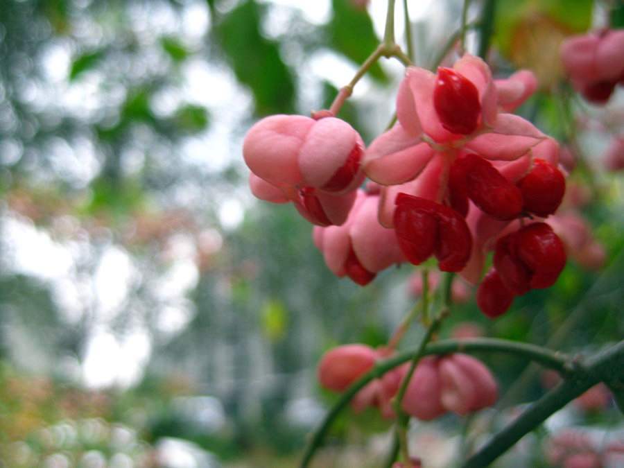 絲棉木種植技術(shù)