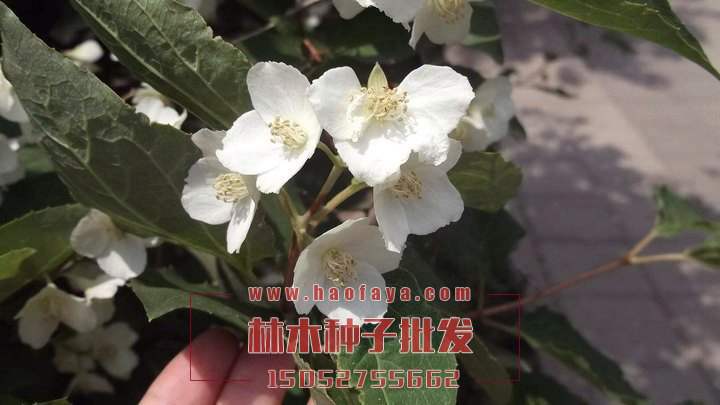 四照花種植技術(shù)