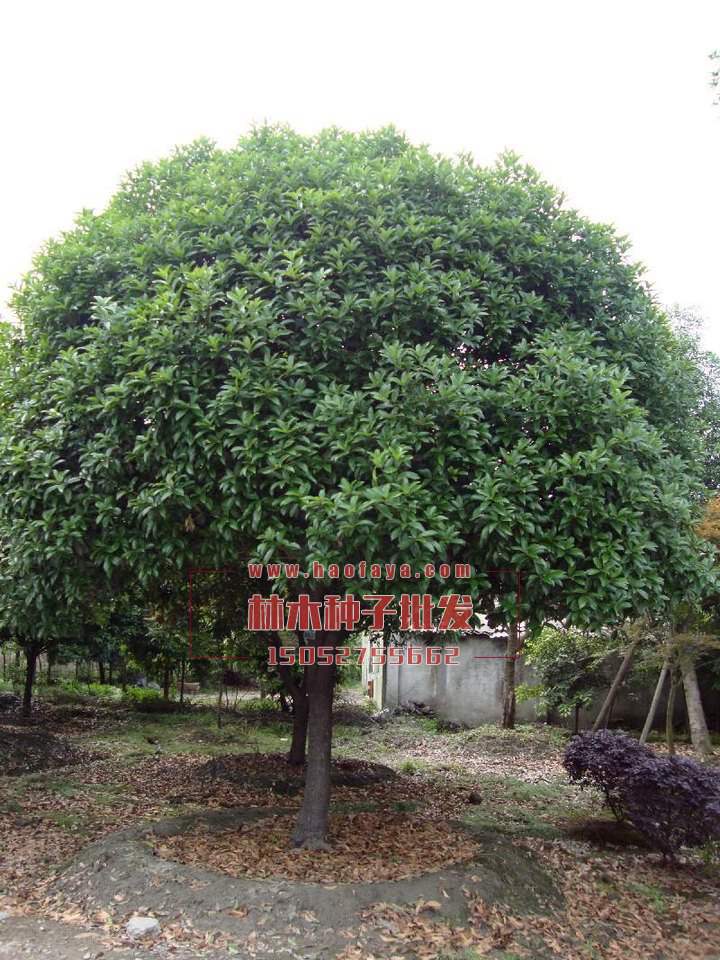 天竺桂種植技術