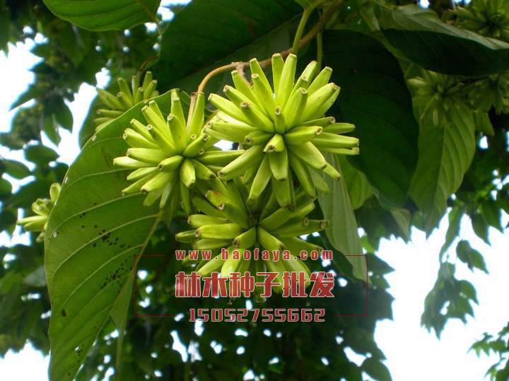 喜樹種植技術(shù)‘’