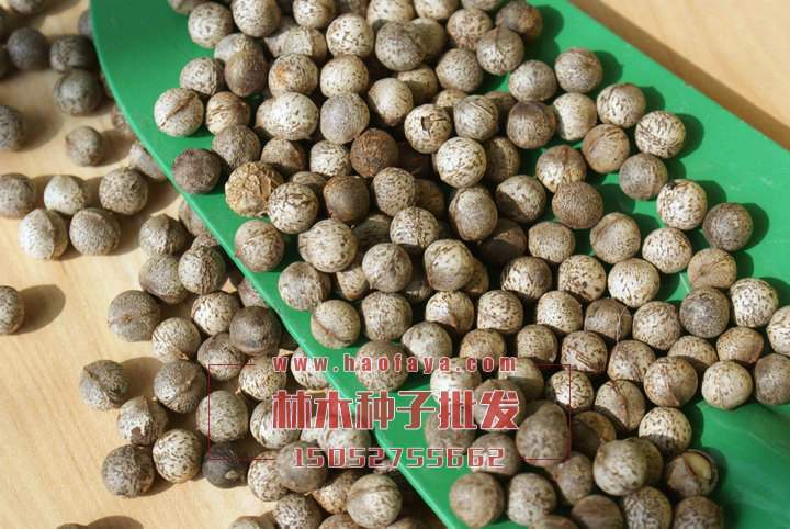 香樟種子批發(fā)