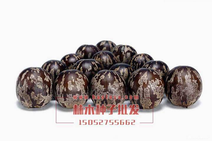 橡膠樹種子批發(fā)