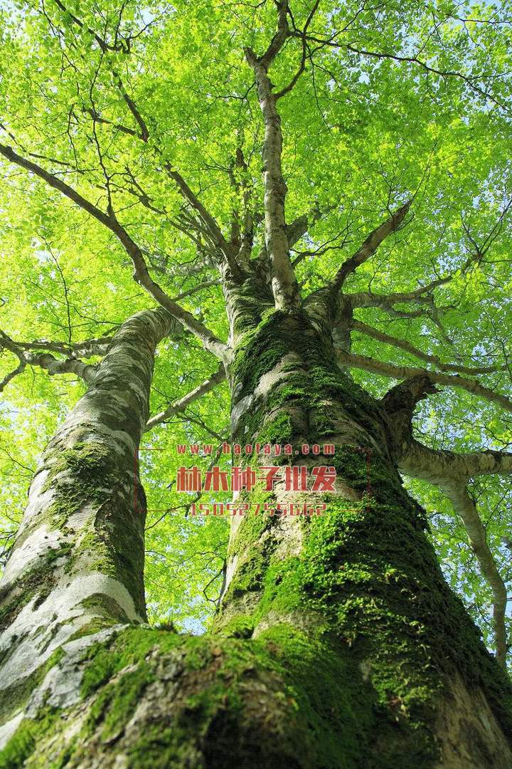 橡膠樹實(shí)拍