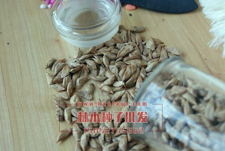 雪松種子銷售價(jià)格