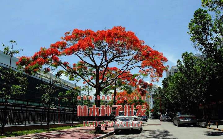 洋金鳳種子銷售價格