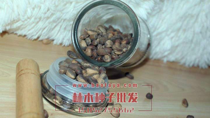 迎客松種子批發(fā)