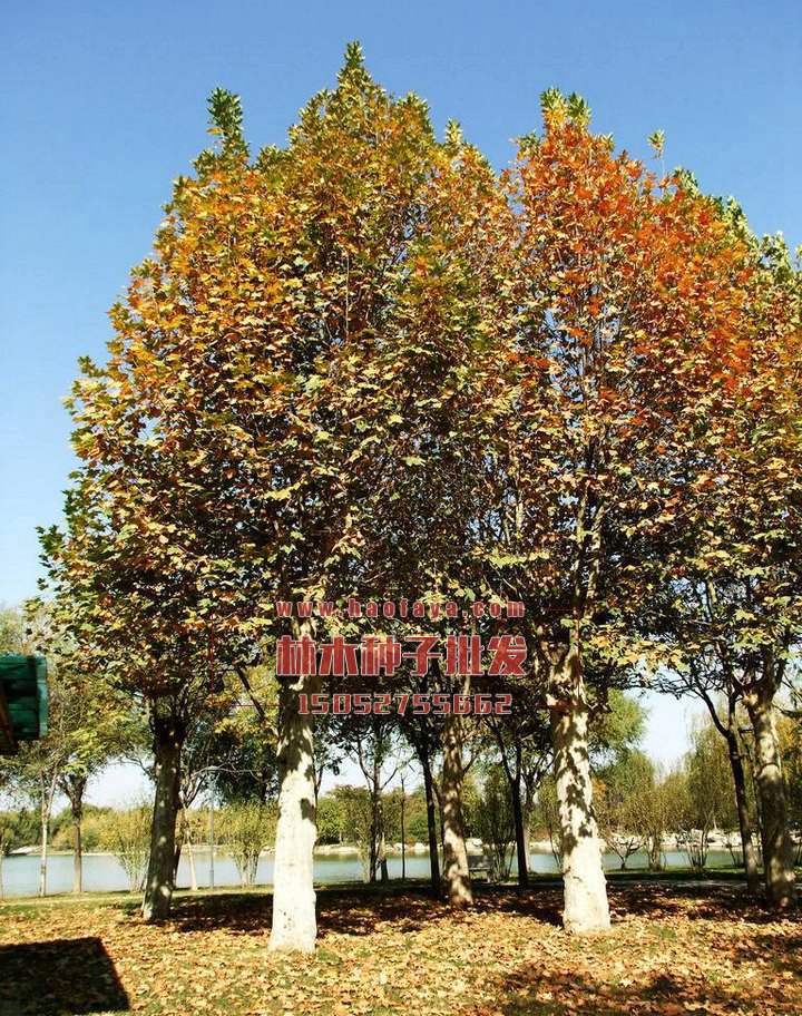 元寶楓種植技術(shù)