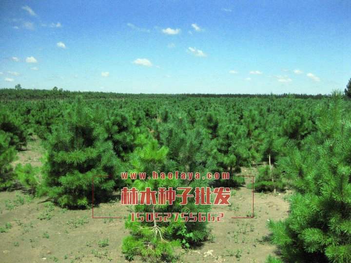 樟子松小苗管理