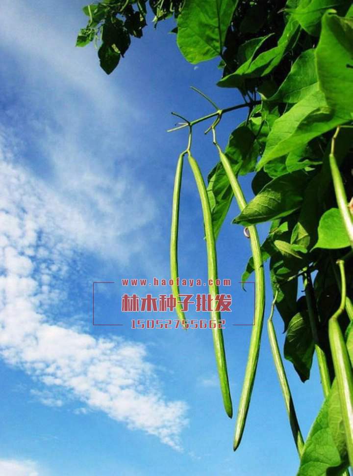 梓樹種子銷售價(jià)格