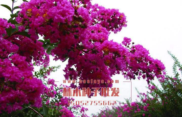 紫薇樹
