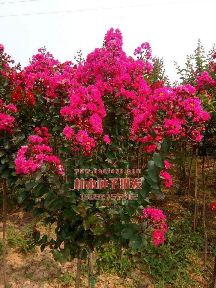 紫薇種植技術(shù)