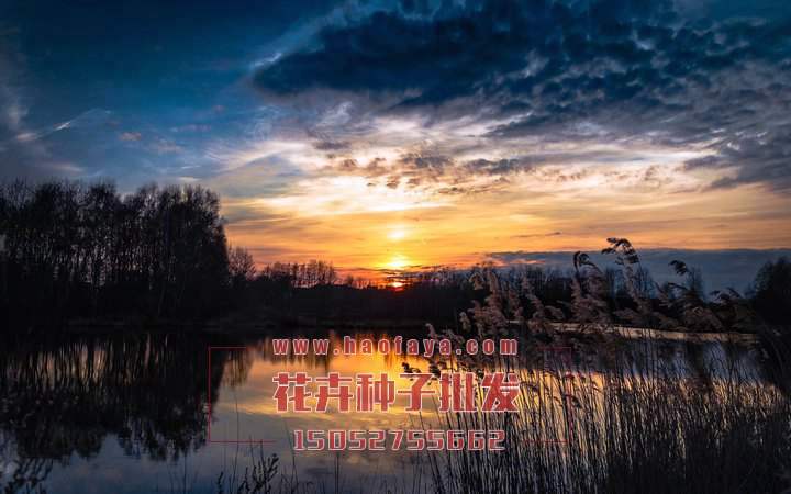 蘆葦栽培技術(shù)