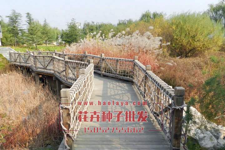 蘆葦種子銷售價格