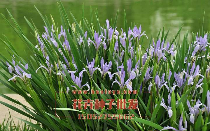 馬蓮種子批發(fā)