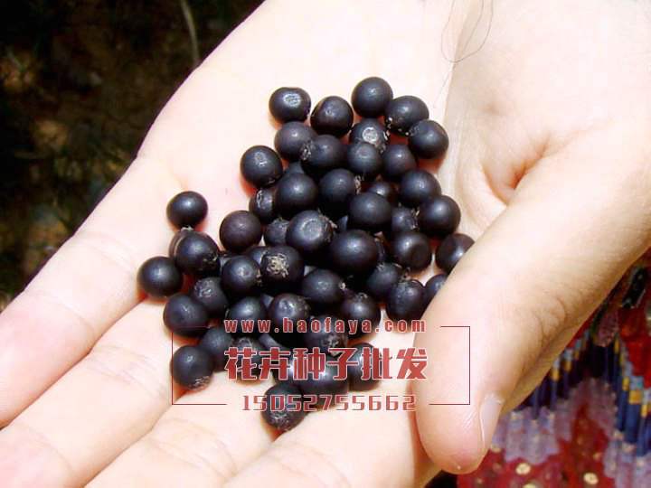 美人蕉種子批發(fā)